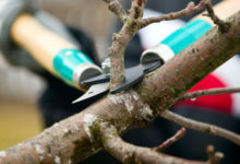 Tree and Shrub Pruning Guide