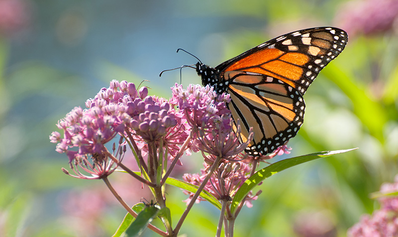 Milkweed with butterfly