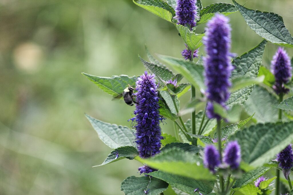 bee in anise hyssop
