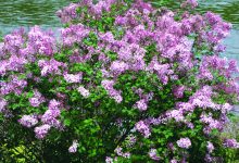 Pruning Lilacs