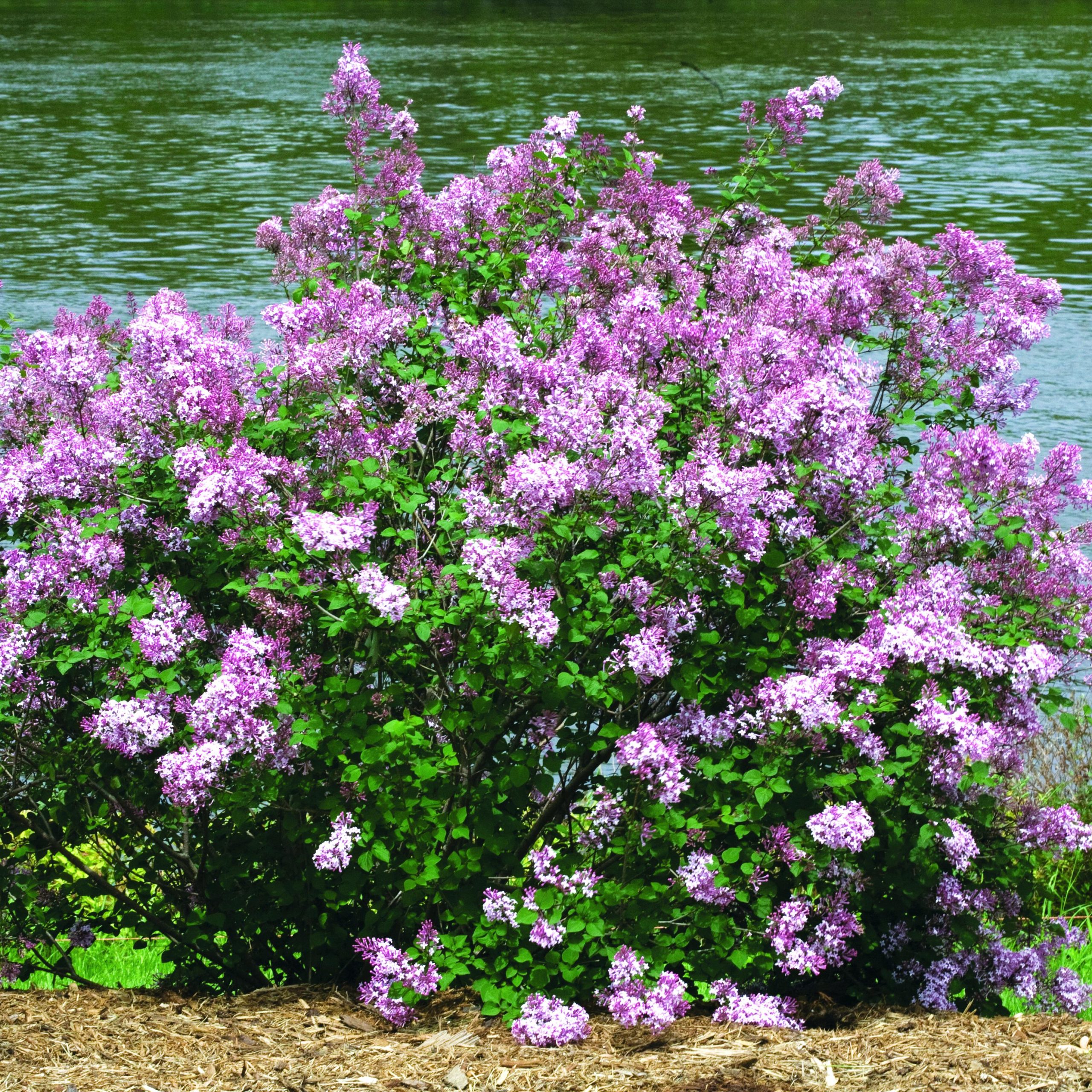 Image of Lilac bush trimmed to a uniform shape