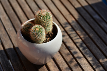 Cactus on Deck